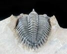 Cute, Metacanthina (Asteropyge) Trilobite - Lghaft #57668-4